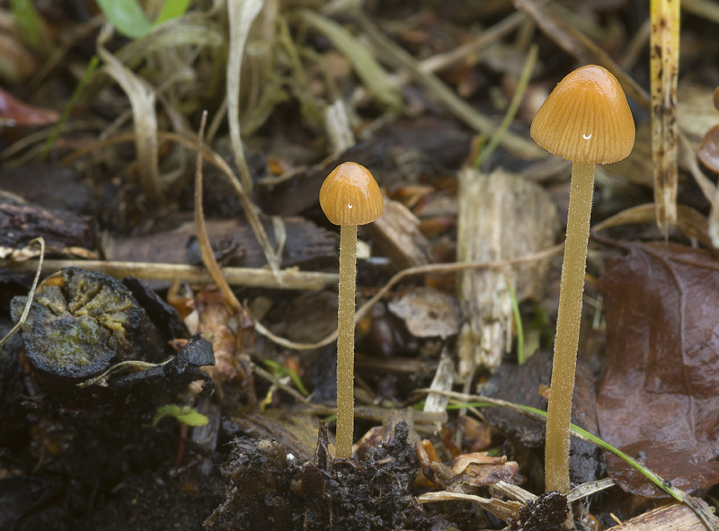 Conocybe pubescens